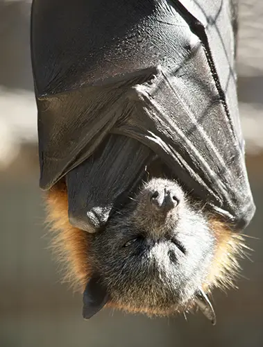 Bats are the only mammals that can fly. Instead of arms or hands, they have wings. The wings have a bone structure similar to the human hand.