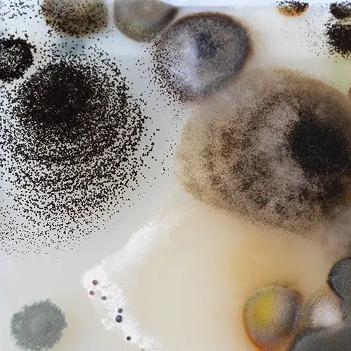 mold growth